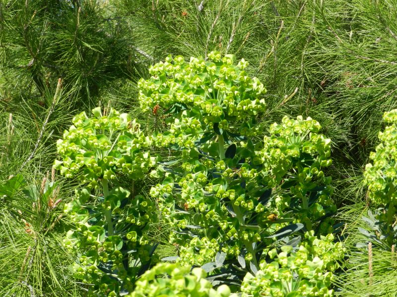 Euphorbia characias